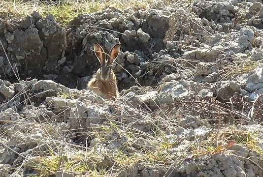 Caccia: ad aprile sul canale 235 di Sky lepre, migratoria ed emozioni di caccia caccia sky lepre