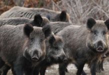 Emergenza cinghiali a Roma: per Fondazione Una Onlus la sterilizzazione non basta emergenza cinghiali roma