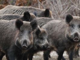 Emergenza cinghiali a Roma: per Fondazione Una Onlus la sterilizzazione non basta emergenza cinghiali roma