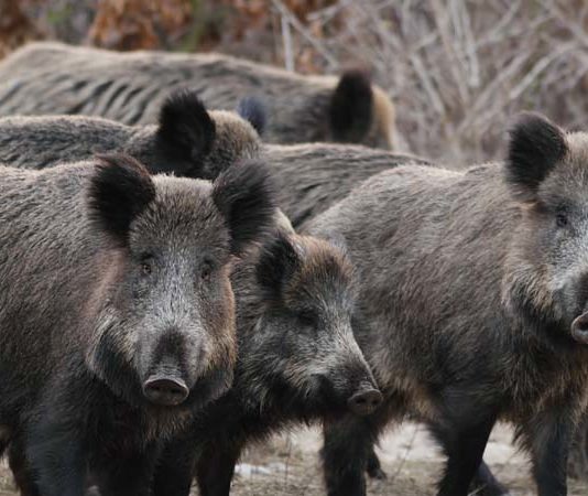 Emergenza cinghiali a Roma: per Fondazione Una Onlus la sterilizzazione non basta emergenza cinghiali roma