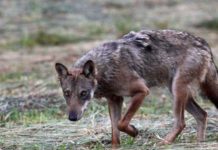 Operazione lupo: 229 sequestri di ibridi tra cane e lupo lupo andrea dal pian