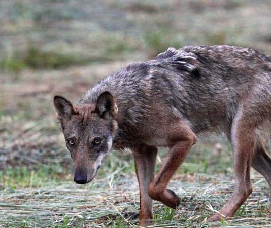 Operazione lupo: 229 sequestri di ibridi tra cane e lupo lupo andrea dal pian