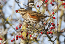 Ispra rivaluta posizione su date migrazione prenuziale: dieci giorni in più per tordo e cesena ispra tordo migrazione