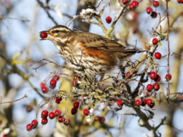 Ispra rivaluta posizione su date migrazione prenuziale: dieci giorni in più per tordo e cesena ispra tordo migrazione