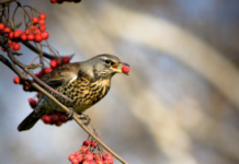 Uccelli selvatici: approvato il Piano d’azione nazionale per contrastare il bracconaggio Piano d’azione nazionale per il contrasto degli illeciti contro gli uccelli selvatici