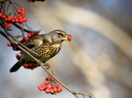 Uccelli selvatici: approvato il Piano d’azione nazionale per contrastare il bracconaggio Piano d’azione nazionale per il contrasto degli illeciti contro gli uccelli selvatici