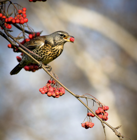 Uccelli selvatici: approvato il Piano d’azione nazionale per contrastare il bracconaggio Piano d’azione nazionale per il contrasto degli illeciti contro gli uccelli selvatici