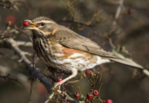 Marche: il Tar ha respinto il ricorso al calendario venatorio regionale tar marche sentenza