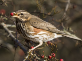 Marche: il Tar ha respinto il ricorso al calendario venatorio regionale tar marche sentenza