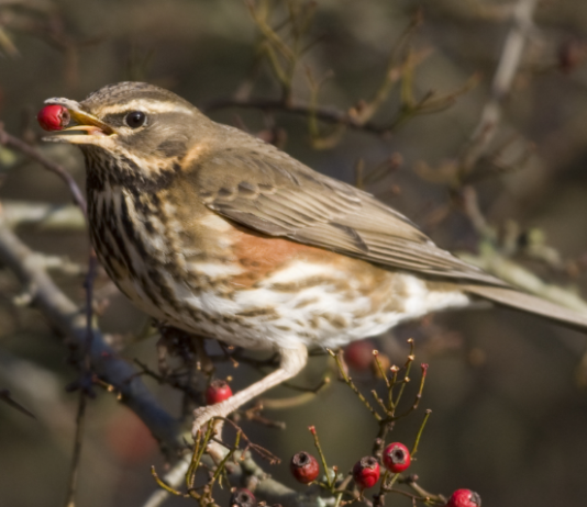 Marche: il Tar ha respinto il ricorso al calendario venatorio regionale tar marche sentenza