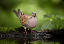 Congresso International Union of Game Biologists: accettati due lavori Ufficio Avifauna Federcaccia International Union of Game Biologists tortora