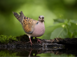 Congresso International Union of Game Biologists: accettati due lavori Ufficio Avifauna Federcaccia International Union of Game Biologists tortora