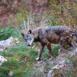 3 motivi per combattere il bracconaggio e 3 azioni per contrastarlo