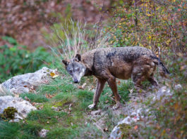 3 motivi per combattere il bracconaggio e 3 azioni per contrastarlo 3 motivi per combattere il bracconaggio e 3 azioni per contrastarlo