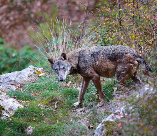 3 motivi per combattere il bracconaggio e 3 azioni per contrastarlo 3 motivi per combattere il bracconaggio e 3 azioni per contrastarlo