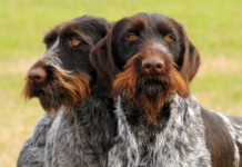 Seminario 13 e 14 maggio: preparazione e utilizzo del cane da utilità venatoria seminario cane da utilità venatoria drahthaar