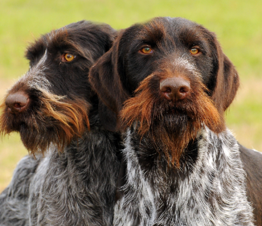 Seminario 13 e 14 maggio: preparazione e utilizzo del cane da utilità venatoria seminario cane da utilità venatoria drahthaar