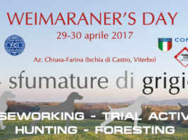 Weimaraner: appuntamento il 29 e 30 aprile in Maremma weimaraner