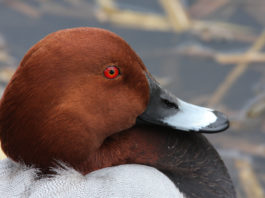 Nessun allarmismo per le limitazioni del prelievo