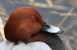 La Federcaccia risponde alla Lipu che ha rilasciato un comunicato chiedendo il divieto di caccia per cinque specie considerate a rischio.