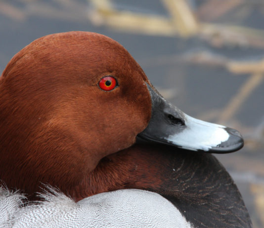 Nessun allarmismo per le limitazioni del prelievo