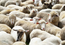 No, l’ovile non è proprio una custodia adeguata