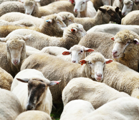 No, l’ovile non è proprio una custodia adeguata