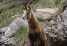 La cheratocongiuntivite negli ungulati di montagna: un convegno il 12 e il 13 maggio a Macugnaga cheratocongiuntivite ungulati