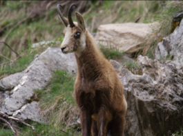 La cheratocongiuntivite negli ungulati di montagna: un convegno il 12 e il 13 maggio a Macugnaga cheratocongiuntivite ungulati