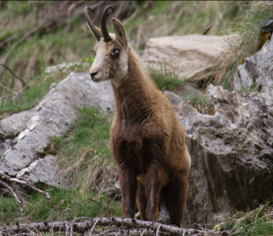 La cheratocongiuntivite negli ungulati di montagna: un convegno il 12 e il 13 maggio a Macugnaga cheratocongiuntivite ungulati