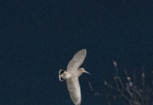 Beccaccia: monitoraggio e dati dei prelievi in Umbria. Un incontro a Caccia Village beccaccia