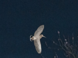 Beccaccia: monitoraggio e dati dei prelievi in Umbria. Un incontro a Caccia Village beccaccia
