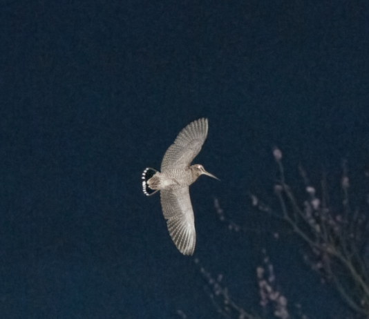 Beccaccia: monitoraggio e dati dei prelievi in Umbria. Un incontro a Caccia Village beccaccia