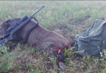 Palle monolitiche e “al piombo”, effetti sanitari e balistici nella caccia agli ungulati palle monolitiche