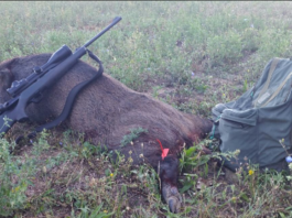 Palle monolitiche e “al piombo”, effetti sanitari e balistici nella caccia agli ungulati palle monolitiche