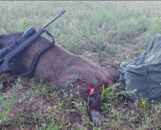 Palle monolitiche e “al piombo”, effetti sanitari e balistici nella caccia agli ungulati palle monolitiche