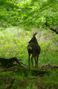 capriolo concorso Leica