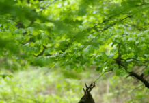 Capriolo nell’obiettivo: parte il concorso fotografico Leica capriolo concorso Leica