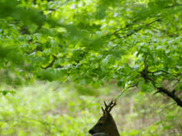 Capriolo nell’obiettivo: parte il concorso fotografico Leica capriolo concorso Leica