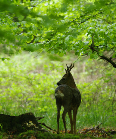 Capriolo nell’obiettivo: parte il concorso fotografico Leica capriolo concorso Leica