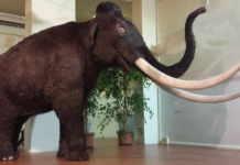 Caccia Village: la caccia dei nostri antenati caccia village mammut