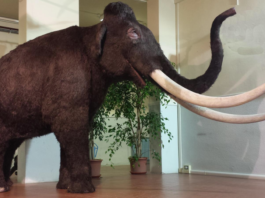 Caccia Village: la caccia dei nostri antenati caccia village mammut