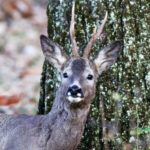 emozioni di caccia ad alta quota