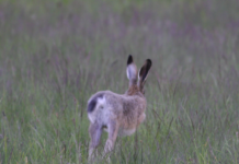 Lepre, biologia e conservazione: un convegno il 6 maggio a Castione della Presolana lepre