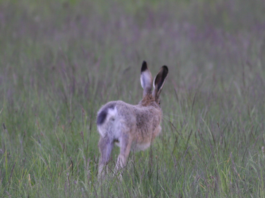 Lepre, biologia e conservazione: un convegno il 6 maggio a Castione della Presolana lepre