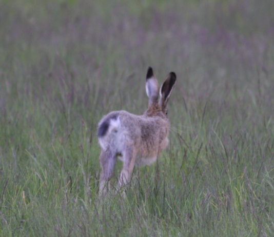 Lepre, biologia e conservazione: un convegno il 6 maggio a Castione della Presolana lepre