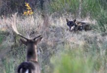 Lupi: un convegno il 13 maggio a Barberino del Mugello lupi-convegno