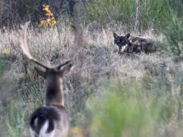 Lupi: un convegno il 13 maggio a Barberino del Mugello lupi-convegno