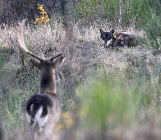 Lupi: un convegno il 13 maggio a Barberino del Mugello lupi-convegno