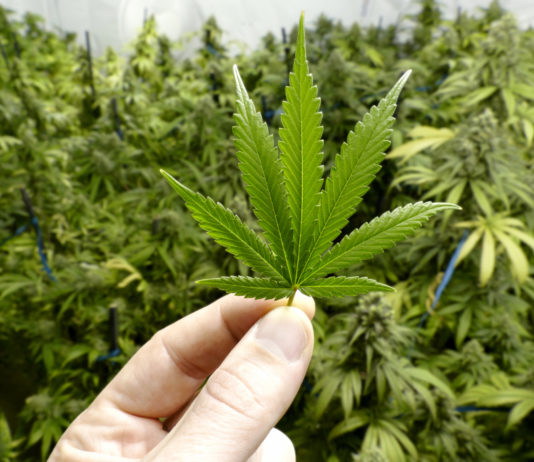 Pistole illegali e cannabis, arrestati pensionato e badante I carabinieri hanno arrestato un pensionato di Bronte e la sua badante rumena per detenzione illecita di armi e coltivazione di cannabis.